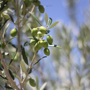 Entre Olivos:  Recorrido y Cata de Aceite